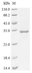 Bovine Isoamyl acetate-hydrolyzing esterase 1 homolog (IAH1) Recombinant Protein, Bos taurus (Bovine), E.coli, C-terminal 6xHis-tagged, 34.5 kDa, purity >≥ 85% as determined by SDS-PAGE.