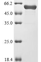 Dog C-C motif chemokine 17 (CCL17),Biotinylated Recombinant Protein - BioCrest Sci