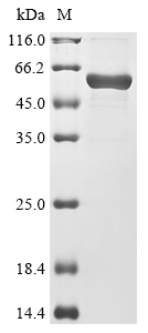 Dog C-C motif chemokine 17 (CCL17),Biotinylated Recombinant Protein, Canis lupus familiaris (Dog) (Canis familiaris), E.coli, N-terminal MBP-tagged and C-terminal 6xHis-Avi-tagged, 56.4 kDa, purity >≥ 85% as determined by SDS-PAGE.