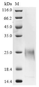 Bovine coronavirus Spike glycoprotein (S), partial Recombinant Protein, C-His, aa 326–540, strain vaccine, Bovine coronavirus (strain vaccine) (BCoV) (BCV), E.coli, C-terminal 6xHis-tagged, 24.6 kDa, purity >≥ 85% as determined by SDS-PAGE.