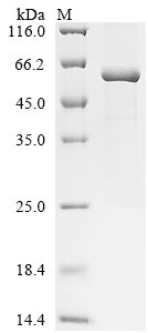 Mouse Intestinal-type alkaline phosphatase (Iap) Recombinant Protein, Mus musculus (Mouse), E.coli, N-terminal 6xHis-tagged, 59.3 kDa, purity >≥ 90% as determined by SDS-PAGE.