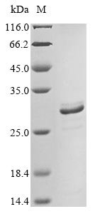 Human Amelogenin, X isoform (AMELX) Recombinant Protein, N-10His/C-Myc, Homo sapiens (Human), Baculovirus, N-terminal 10xHis-tagged and C-terminal Myc-tagged, 23.8 kDa, purity >≥ 85% as determined by SDS-PAGE.