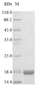 Human SH3 and PX domain-containing protein 2A (SH3PXD2A), partial Recombinant Protein, N-10His/C-Myc, Homo sapiens (Human), E.coli, N-terminal 10xHis-tagged and C-terminal Myc-tagged, 14.0 kDa, purity >≥ 90% as determined by SDS-PAGE.