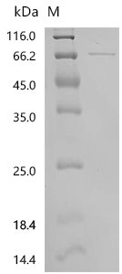 Human Serum paraoxonase/arylesterase 1 (PON1) Recombinant Protein, C-GST, Homo sapiens (Human), E.coli, C-terminal GST-tagged, 71.2 kDa, purity >≥ 95% as determined by SDS-PAGE.