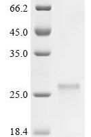 Human Small ribosomal subunit protein uS12 (RPS23) Recombinant Protein - BioCrest Sci