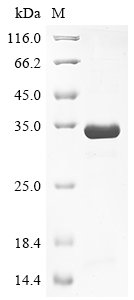 Mouse Olfactomedin-4 (Olfm4), partial Recombinant Protein, Mus musculus (Mouse), E.coli, N-terminal 6xHis-tagged, 36.3 kDa, purity >≥ 85% as determined by SDS-PAGE.