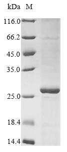 Mesorhizobium delmotii FMN dependent NADH:quinone oxidoreductase (azoR) Recombinant Protein, Mesorhizobium delmotii, Yeast, N-terminal 10xHis-tagged, 24.3 kDa, purity >≥ 85% as determined by SDS-PAGE.