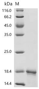 Cat Major allergen I polypeptide chain 2 (CH2) Recombinant Protein, C-His, aa 18–109, E.coli, Felis catus (Cat) (Felis silvestris catus), E.coli, C-terminal 6xHis-tagged, 17.0 kDa, purity >≥ 90% as determined by SDS-PAGE.