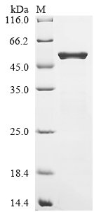 Escherichia coli O157:H7 Dihydrolipoyllysine-residue succinyltransferase component of 2-oxoglutarate dehydrogenase complex (sucB) Recombinant Protein, Escherichia coli O157:H7, E.coli, N-terminal 10xHis-tagged, 47.5 kDa, purity >≥ 90% as determined by SDS-PAGE.