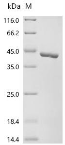 Macaca fascicularis Uricase (UOX) Recombinant Protein, Macaca fascicularis (Crab-eating macaque) (Cynomolgus monkey), E.coli, C-terminal 6xHis-tagged, 41.7 kDa, purity >≥ 95% as determined by SDS-PAGE.