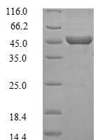 Mouse Guanine nucleotide-binding protein G (o) subunit alpha (Gnao1) Recombinant Protein, N-His - BioCrest Sci