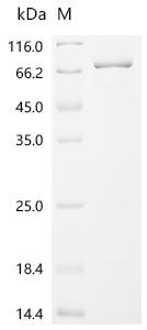 Mouse Cyclic GMP-AMP synthase (Cgas) Recombinant Protein, Mus musculus (Mouse), E.coli, C-terminal 6xHis-tagged, 65.1 kDa, purity >≥ 85% as determined by SDS-PAGE.