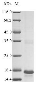 Yersinia kristensenii Heat-stable enterotoxin (yst) Recombinant Protein, Yersinia kristensenii, E.coli, N-terminal 6xHis-KSI-tagged, 17.1 kDa, purity >≥ 85% as determined by SDS-PAGE.