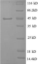 Bovie Tumor necrosis factor (TNF), partial Recombinant Protein, N-GST, Bos taurus (Bovine), E.coli, N-terminal GST-tagged, 44.4 kDa, purity >≥ 90% as determined by SDS-PAGE.