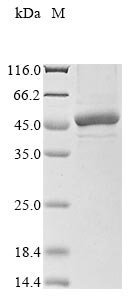 Pantoea ananas Zeaxanthin glucosyltransferase (crtX) Recombinant Protein, Pantoea ananas (Erwinia uredovora), Baculovirus, N-terminal 10xHis-tagged and C-terminal Myc-tagged, 51.1 kDa, purity >≥ 85% as determined by SDS-PAGE.