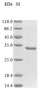 Mycobacterium tuberculosis Heparin-binding hemagglutinin (hbhA) Recombinant Protein, Mycobacterium tuberculosis (strain CDC 1551 / Oshkosh), E.coli, N-terminal 10xHis-tagged and C-terminal Myc-tagged, 28.8 kDa, purity >≥ 85% as determined by SDS-PAGE.