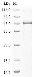 Human E3 ubiquitin-protein ligase SMURF1 (SMURF1), partial Recombinant Protein, Homo sapiens (Human), E.coli, N-terminal 6xHis-GST-tagged, 51.5 kDa, purity >≥ 85% as determined by SDS-PAGE.