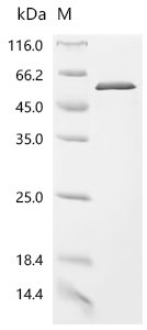 Human C-type lectin domain family 9 member A (CLEC9A), partial Recombinant Protein, Homo sapiens (Human), Yeast, N-terminal 6xHis-tagged, 22.7 kDa, purity >≥ 95% as determined by SDS-PAGE.