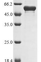 Bacillus subtilis Endoglucanase (eglS) Recombinant Protein - BioCrest Sci