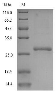 Mouse UMP-CMP kinase (Cmpk1) Recombinant Protein, Mus musculus (Mouse), E.coli, N-terminal 6xHis-tagged, 26.2 kDa, purity >≥ 90% as determined by SDS-PAGE.