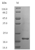 Androctonus australis Alpha-mammal toxin AaH2 Recombinant Protein, Androctonus australis (Sahara scorpion), E.coli, N-terminal 6xHis-SUMO-tagged, 23.3 kDa, purity >≥ 90% as determined by SDS-PAGE.