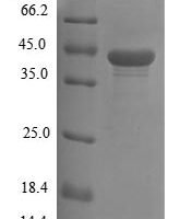 Mouse Proto-oncogene Wnt-3 (Wnt3) Recombinant Protein, N-10His - BioCrest Sci