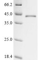 Mouse Protein Wnt-4 (Wnt4) Recombinant Protein, C-His, aa 23–351, E.coli - BioCrest Sci