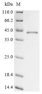 Mouse Protein Wnt-4 (Wnt4) Recombinant Protein, C-His, aa 23–351, E.coli, Mus musculus (Mouse), E.coli, C-terminal 6xHis-tagged, 43.7 kDa, purity >≥ 85% as determined by SDS-PAGE.