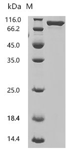Pig Transferrin receptor protein 1 (TFRC), partial Recombinant Protein, N-10His, Sus scrofa (Pig), Mammalian cell, N-terminal 10xHis-tagged, 79.9 kDa, purity >≥ 95% as determined by SDS-PAGE.