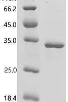 Mouse Proteasome subunit beta type-10 (Psmb10) Recombinant Protein - BioCrest Sci