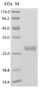 Mouse Interleukin-2 (Il2), Biotinylated Recombinant Protein, Mammalian cell, N-terminal 10xHis-Avi-tagged, 21.7 kDa, purity >≥ 95% as determined by SDS-PAGE.