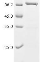 Mouse OX-2 membrane glycoprotein (Cd200), partial, Biotinylated Recombinant Protein - BioCrest Sci