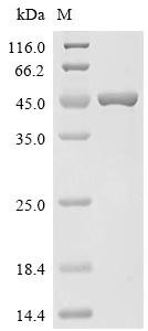 Xanthomonas albilineans cyclic-guanylate-specific phosphodiesterase, partial Recombinant Protein, Xanthomonas albilineans (strain GPE PC73 / CFBP 7063), E.coli, C-terminal 6xHis-tagged, 48.4 kDa, purity >≥ 95% as determined by SDS-PAGE.