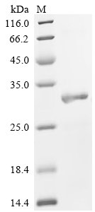 Mouse Tolloid-like protein 2 (Tll2), partial Recombinant Protein, C-His, aa 146–346, E.coli, Mus musculus (Mouse), E.coli, C-terminal 6xHis-tagged, 29.8 kDa, purity >≥ 90% as determined by SDS-PAGE.