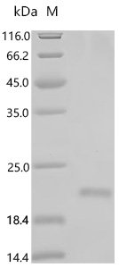 Human Lymphocyte antigen 6D (LY6D) Recombinant Protein, C-His, Homo sapiens (Human), E.coli, C-terminal 6xHis-tagged, 15.4 kDa, purity >≥ 95% as determined by SDS-PAGE.