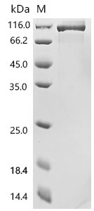 Human Angiopoietin-1 receptor (TEK), partial Recombinant Protein, Homo sapiens (Human), Mammalian cell, C-terminal 10xHis-tagged, 82.4 kDa, purity >≥ 95% as determined by SDS-PAGE.