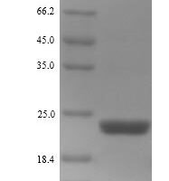 Phanerodontia chrysosporium Cellobiose dehydrogenase (CDH-1), partial Recombinant Protein - BioCrest Sci