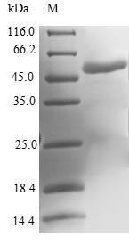 Human Molybdopterin synthase catalytic subunit (MOCS2) Recombinant Protein, Homo sapiens (Human), E.coli, N-terminal GST-tagged, 47.9 kDa, purity >≥ 90% as determined by SDS-PAGE.