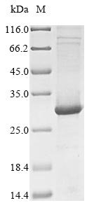 Human Toll-like receptor 7 (TLR7), partial Recombinant Protein, Homo sapiens (Human), E.coli, N-terminal 10xHis-tagged and C-terminal Myc-tagged, 29.5 kDa, purity >≥ 85% as determined by SDS-PAGE.