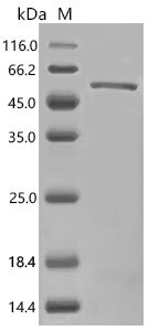 Human RecQ-like DNA helicase BLM (BLM) (K24A), partial Recombinant Protein, C-His, Homo sapiens (Human), E.coli, C-terminal 6xHis-tagged, 40.6 kDa, purity >≥ 90% as determined by SDS-PAGE.