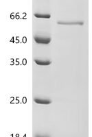 Mouse Cytochrome P450 2C55 (Cyp2c55), partial Recombinant Protein - BioCrest Sci