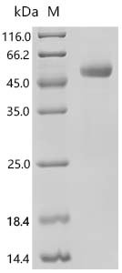 Macaca mulatta Interleukin-2 (IL2) Recombinant Protein, C-hFc1, Macaca mulatta (Rhesus macaque), Mammalian cell, C-terminal hFc1-tagged, 44.4 kDa, purity >≥ 90% as determined by SDS-PAGE.