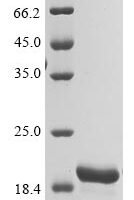 Griffithsia sp. Griffithsin (X31S) Recombinant Protein, N-His, aa 1–121 (X31S), E.coli - BioCrest Sci