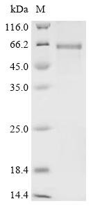 Human SPARC-related modular calcium-binding protein 2 (SMOC2) Recombinant Protein, Homo sapiens (Human), E.coli, C-terminal 6xHis-tagged, 54.4 kDa, purity >≥ 85% as determined by SDS-PAGE.