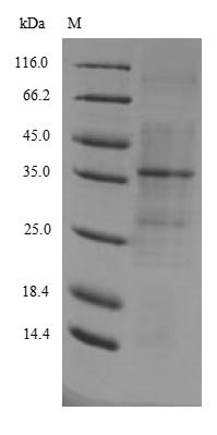 Arabidopsis thaliana Probable WRKY transcription factor 40 (WRKY40) Recombinant Protein, N-His, aa 1–302, E.coli - BioCrest Sci