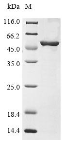 Salmonella typhi DNA gyrase subunit B (gyrB), partial Recombinant Protein, Salmonella typhi, E.coli, N-terminal 10xHis-tagged and C-terminal Myc-tagged, 51.8 kDa, purity >≥ 85% as determined by SDS-PAGE.