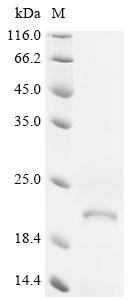 Human G-protein coupled receptor family C group 5 member B (GPRC5B), partial Recombinant Protein, Homo sapiens (Human), E.coli, C-terminal 6xHis-tagged, 19.1 kDa, purity >≥ 85% as determined by SDS-PAGE.