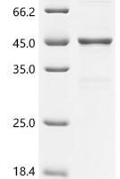 Phleum pratense Profilin-1 (PRO1) Recombinant Protein, C-hFc1 - BioCrest Sci