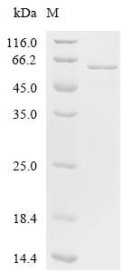 Human Elongation factor 1-alpha 1 (EEF1A1)(K313R) Recombinant Protein, Homo sapiens (Human), E.coli, C-terminal 6xHis-tagged, 57.1 kDa, purity >≥ 90% as determined by SDS-PAGE.