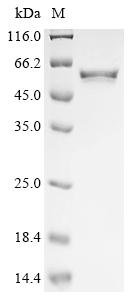 Epstein-Barr virus Protein LF2 (LF2) Recombinant Protein, Epstein-Barr virus (strain B95-8) (HHV-4) (Human herpesvirus 4), E.coli, N-terminal 10xHis-tagged and C-terminal Myc-tagged, 53.5 kDa, purity >≥ 90% as determined by SDS-PAGE.